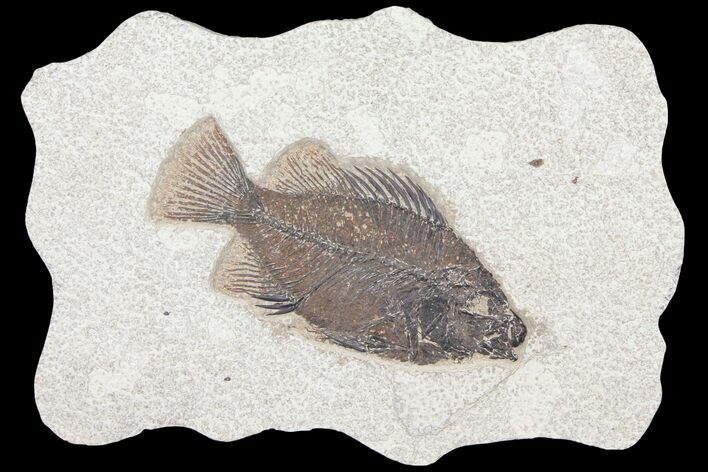 Cockerellites (Priscacara) Fossil Fish - Hanger Installed #93261